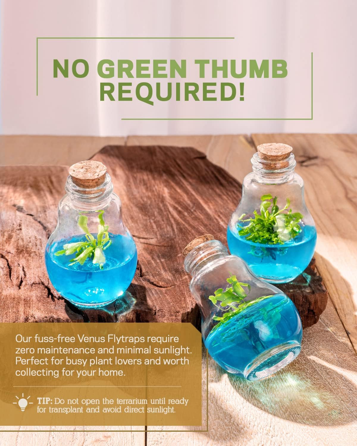 Venus Fly Trap, Grow Your Own Venus Flytrap in a 100% Self Sustaining Glass Terr