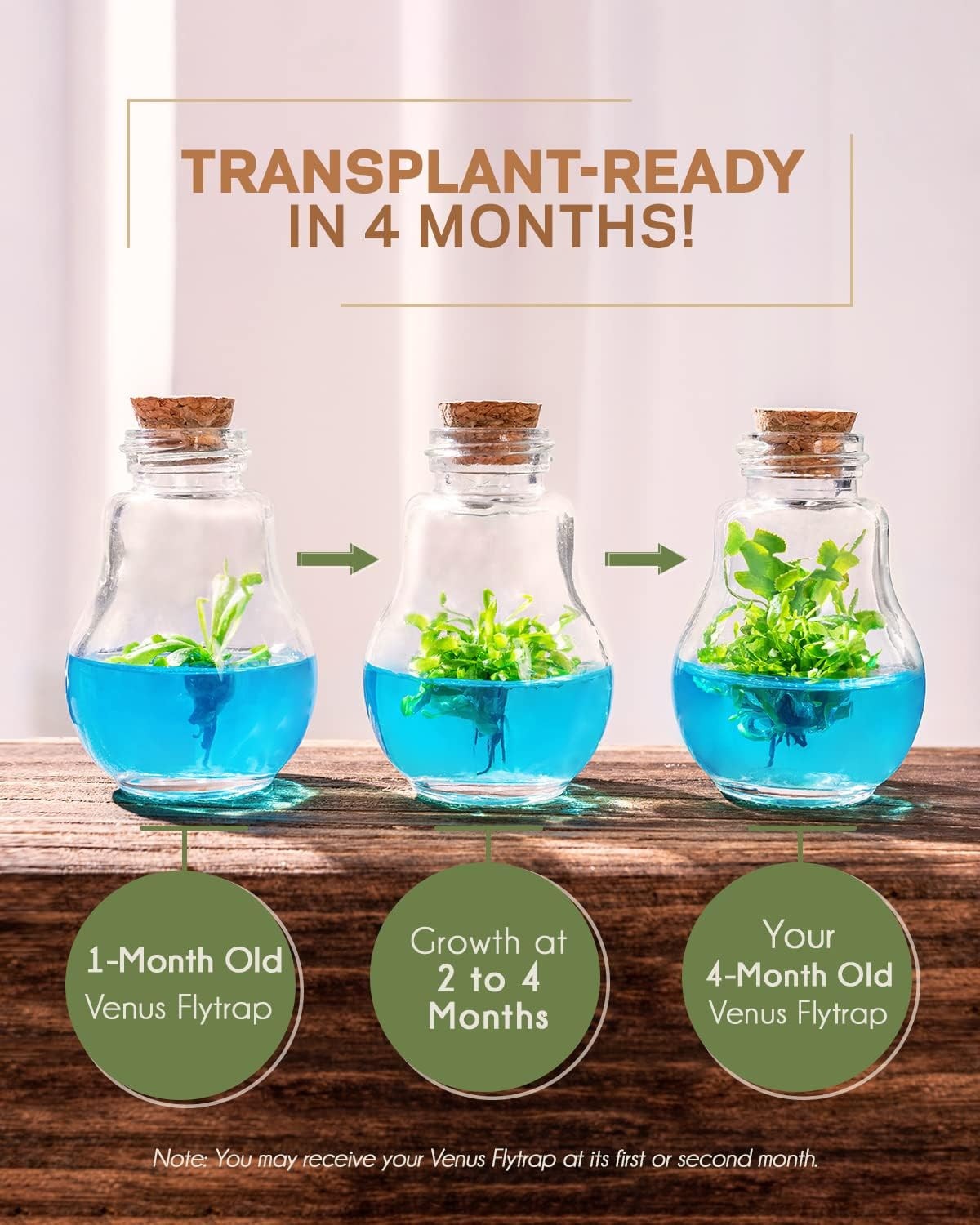 Venus Fly Trap, Grow Your Own Venus Flytrap in a 100% Self Sustaining Glass Terr