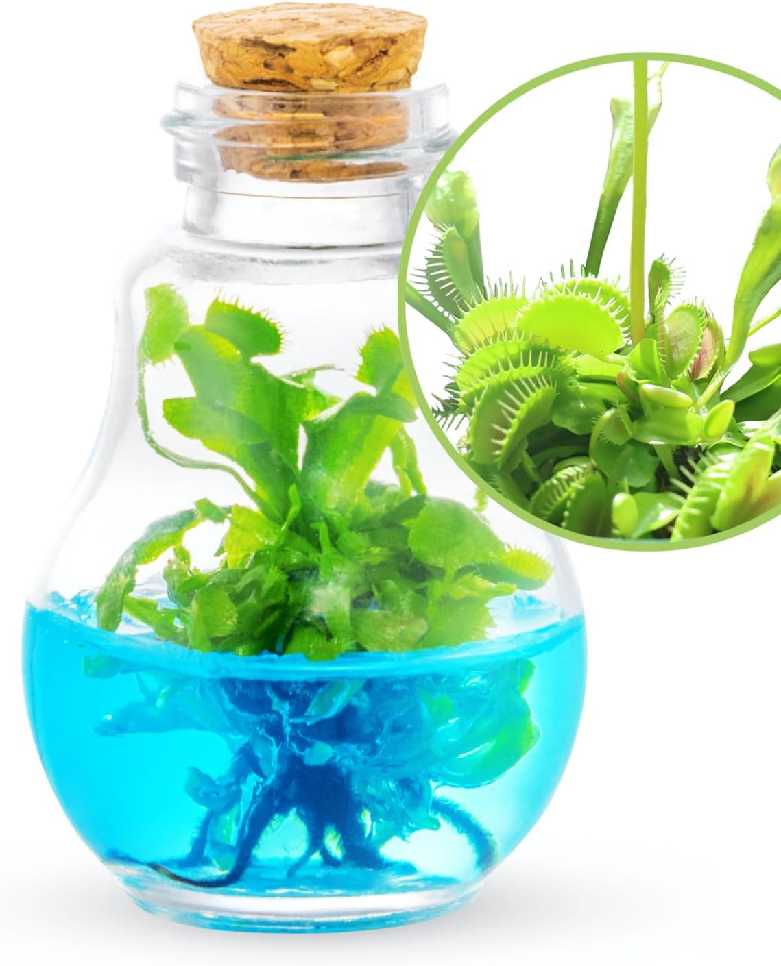 Venus Fly Trap, Grow Your Own Venus Flytrap in a 100% Self Sustaining Glass Terr