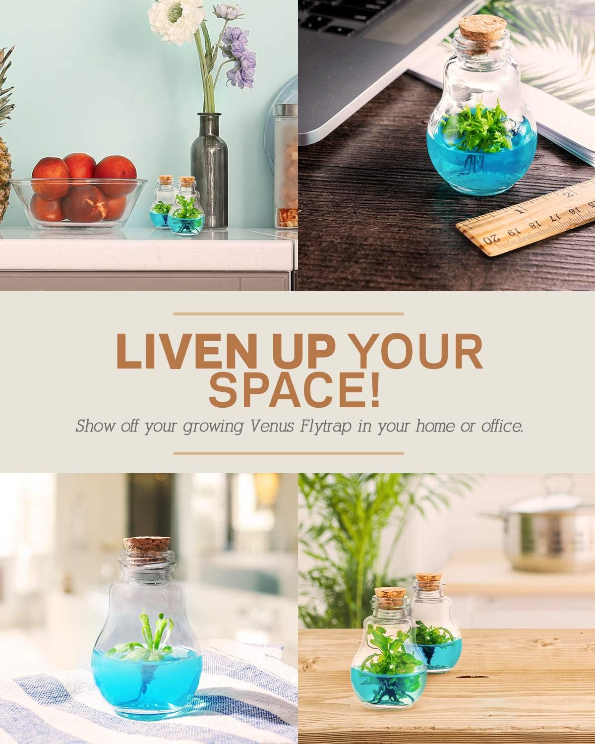 Venus Fly Trap, Grow Your Own Venus Flytrap in a 100% Self Sustaining Glass Terr
